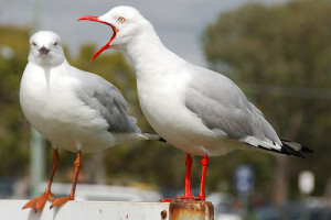 2 Seagulls (3)